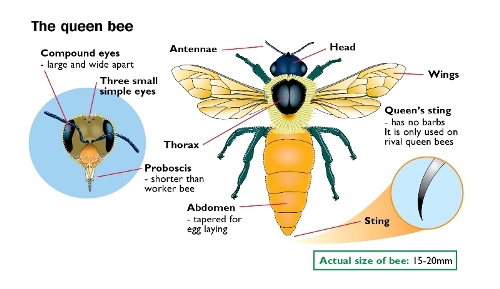 anatomy of queen bee