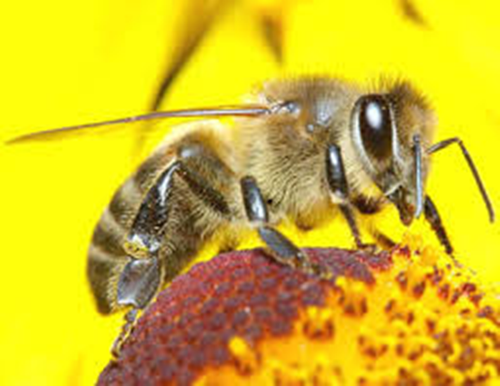 worker bee 2